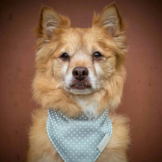 Photo of Louie   9 Year Old Pomeranian X