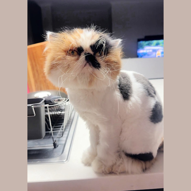 Photo of 🍨Coyo🍨