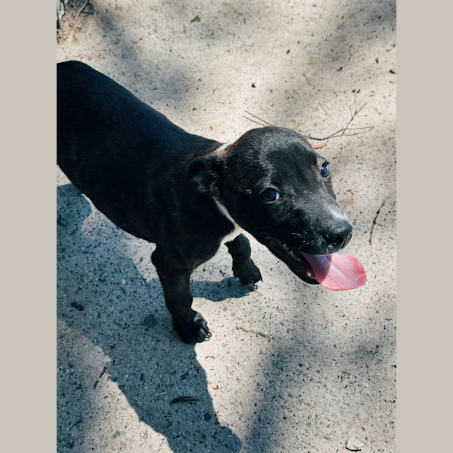 Photo of Mocha