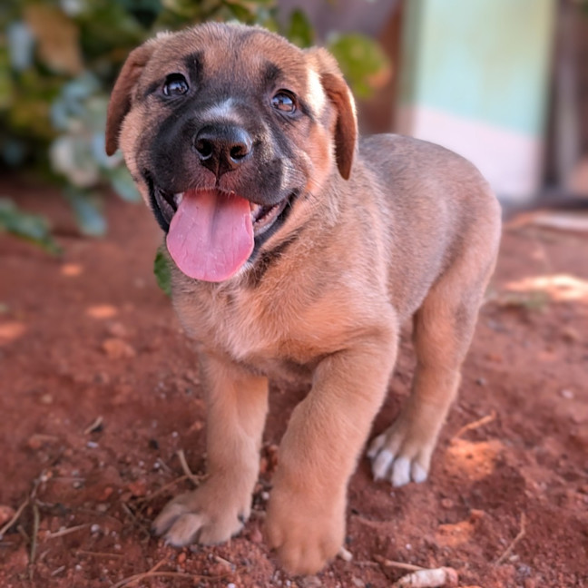 Photo of Goldie