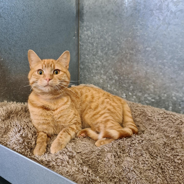 Photo of Aggie