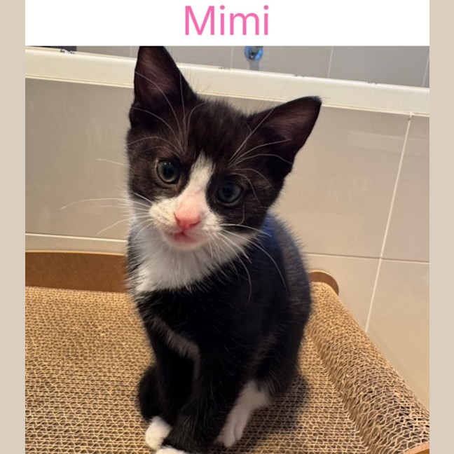 Photo of Mimi