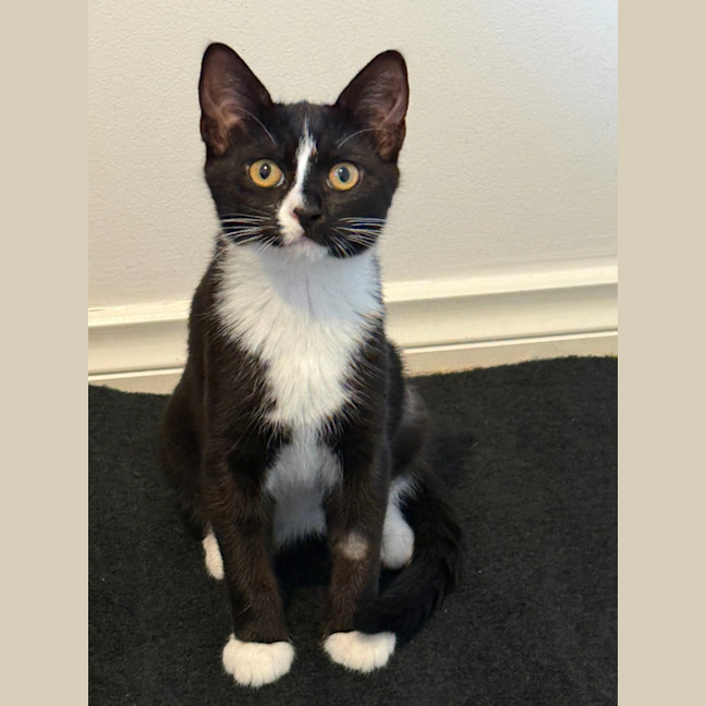 Photo of Poppy