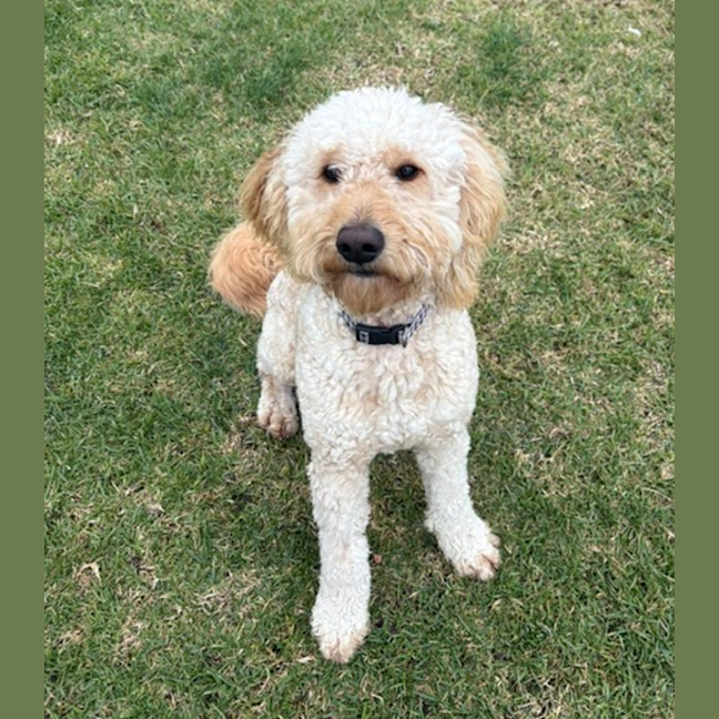 Photo of Chewy Clausen 