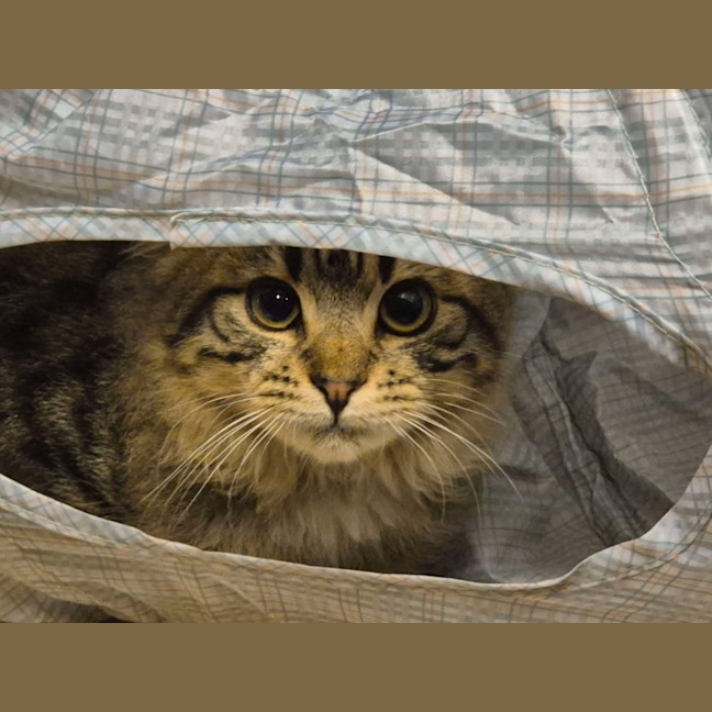 Photo of Wookie   Located In Templestowe