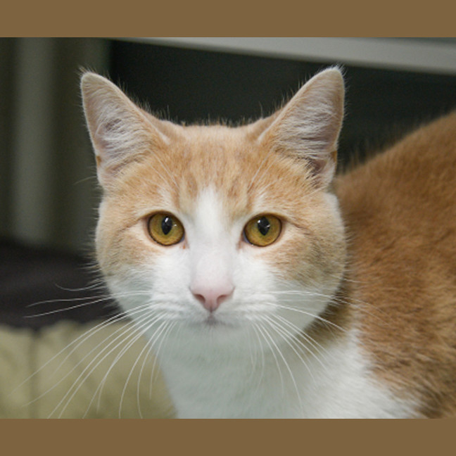 Photo of Biscuit