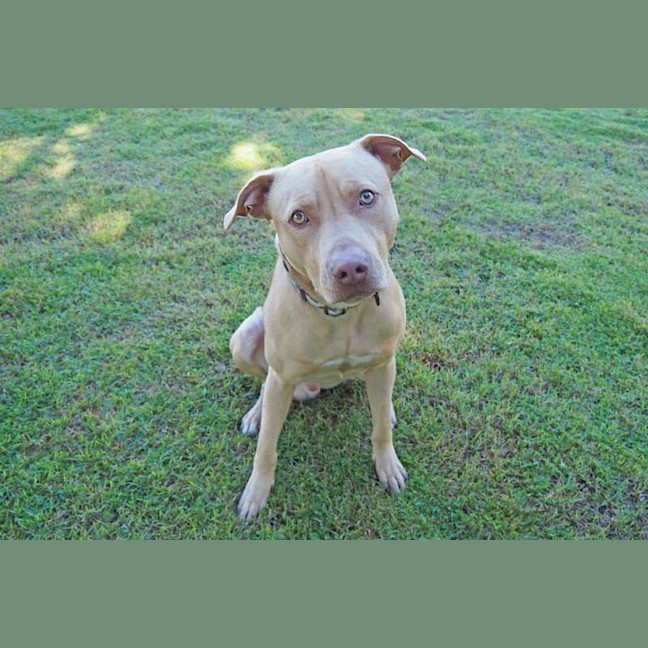 Photo of Scrappy