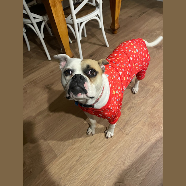 Photo of Mousey