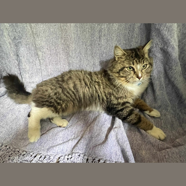 Photo of Sebastian * 9 Lives Project Rescue*