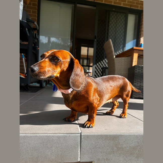 Photo of Winnie   4 Year Old Dachshund