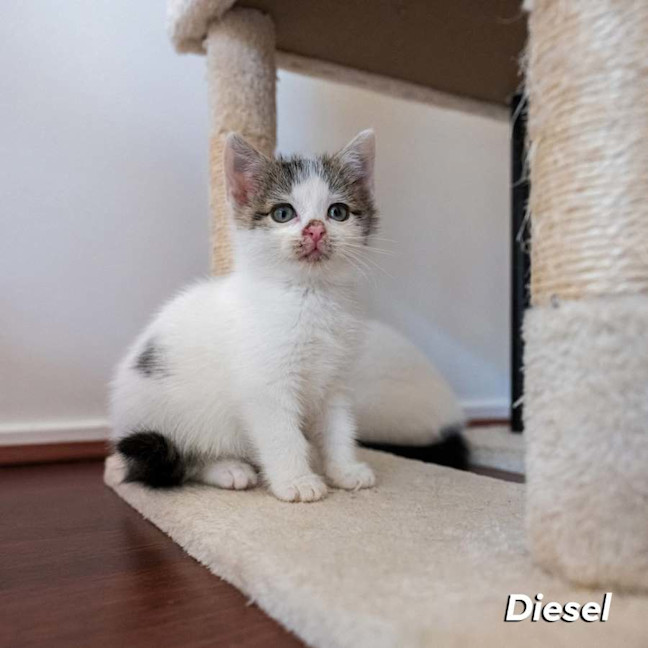 Photo of Diesel