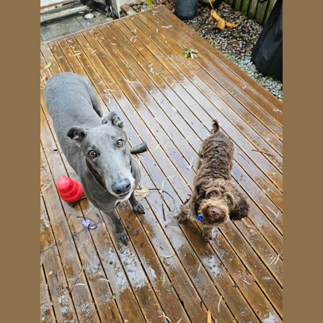 Photo of Bella, The Greyhound