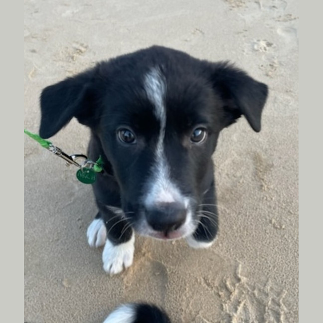 Photo of Koa