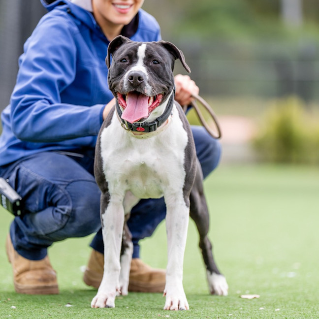 Photo of Cookie Imp 1421