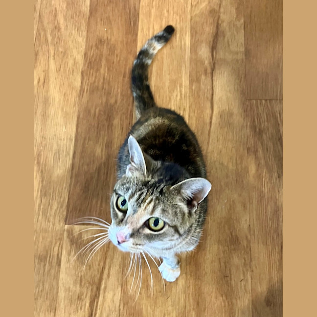 Photo of C1518 Mochi