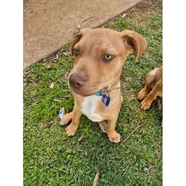 Photo of Gunner *$350 Adoption Fee*