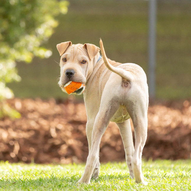 Photo of Lucky