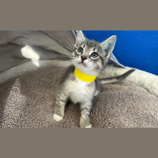 Photo of Pancake 