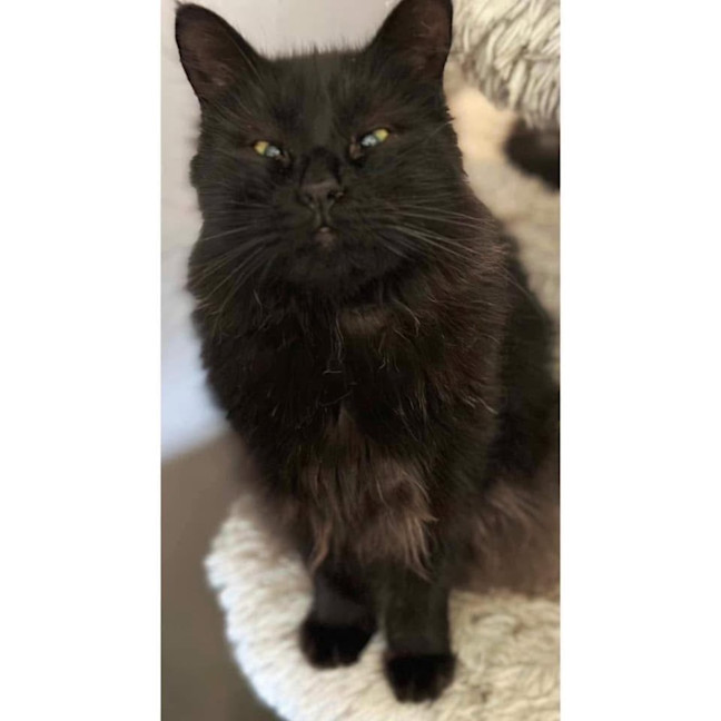 Photo of 10945   Moose