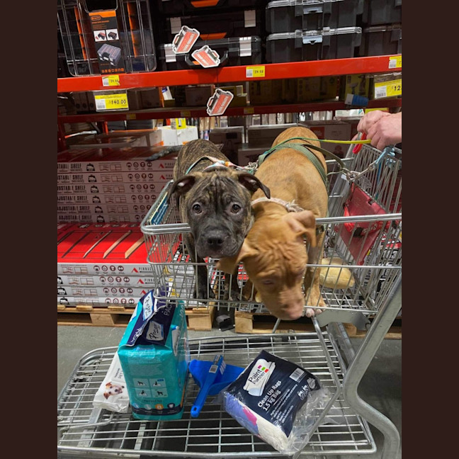 Photo of Staffy Puppies