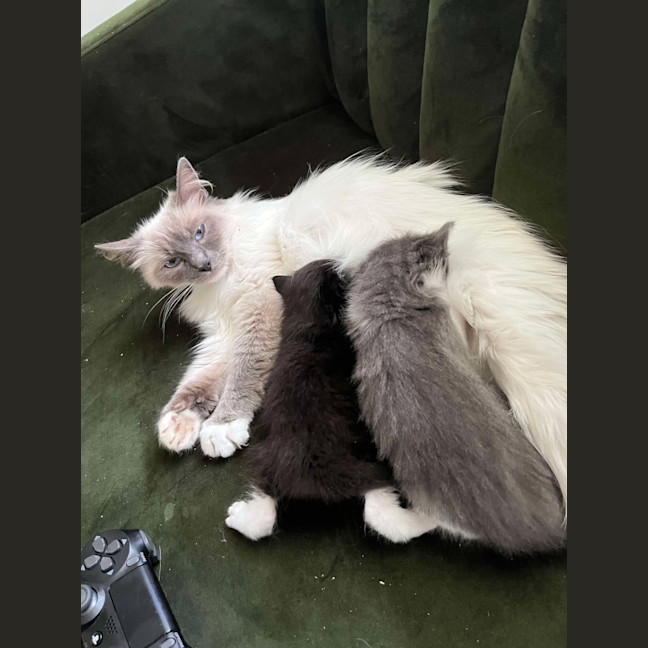 Photo of Mish (Ragdoll)