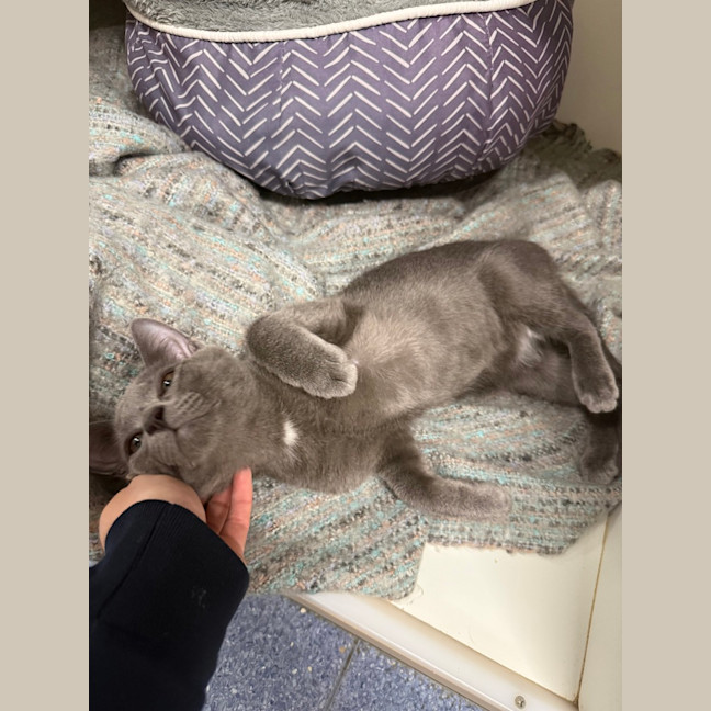 Photo of Casper