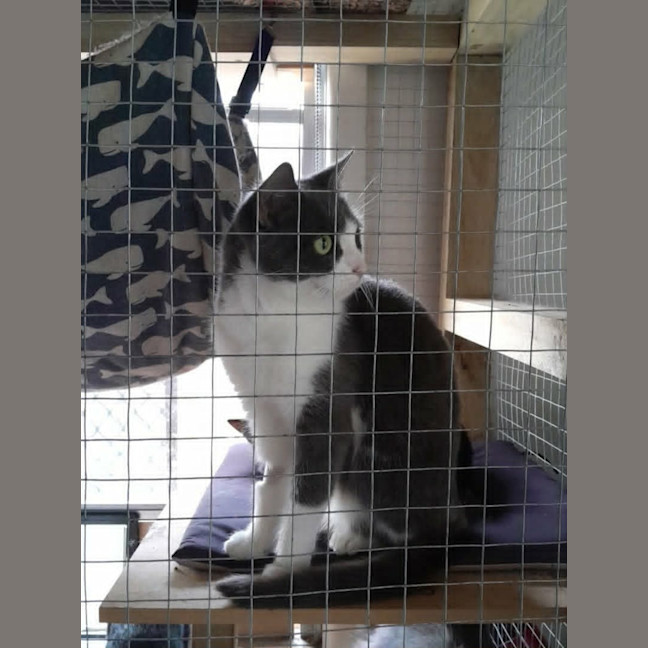 Photo of Sky *9 Lives Project Rescue*