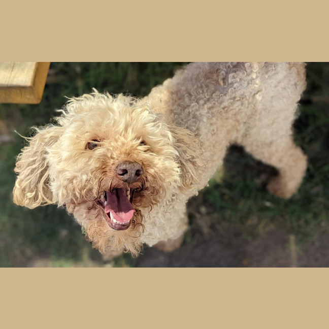 Photo of Amber
