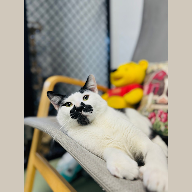 Photo of Scout