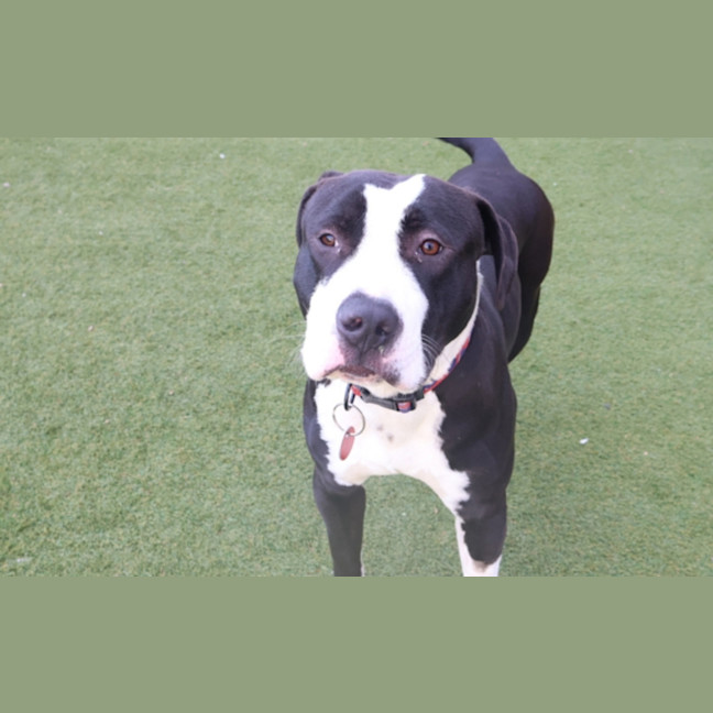 Photo of Enzo