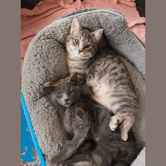 Photo of Mochi