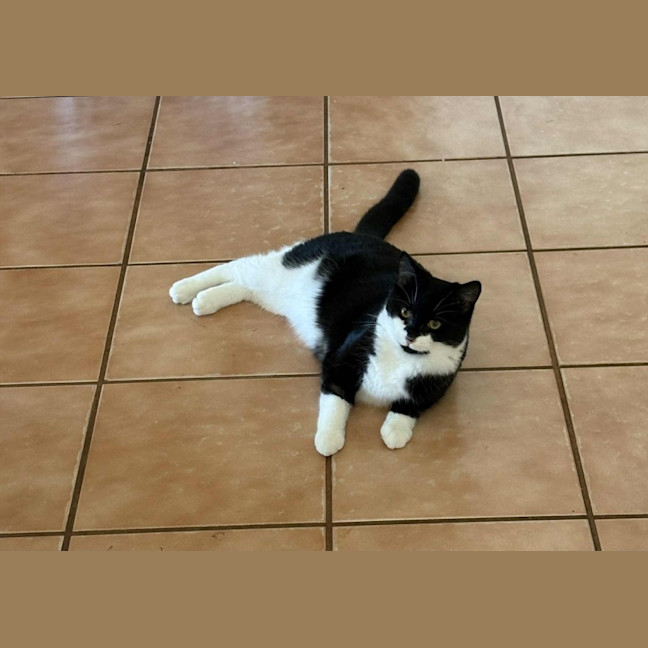 Photo of Ozzie 