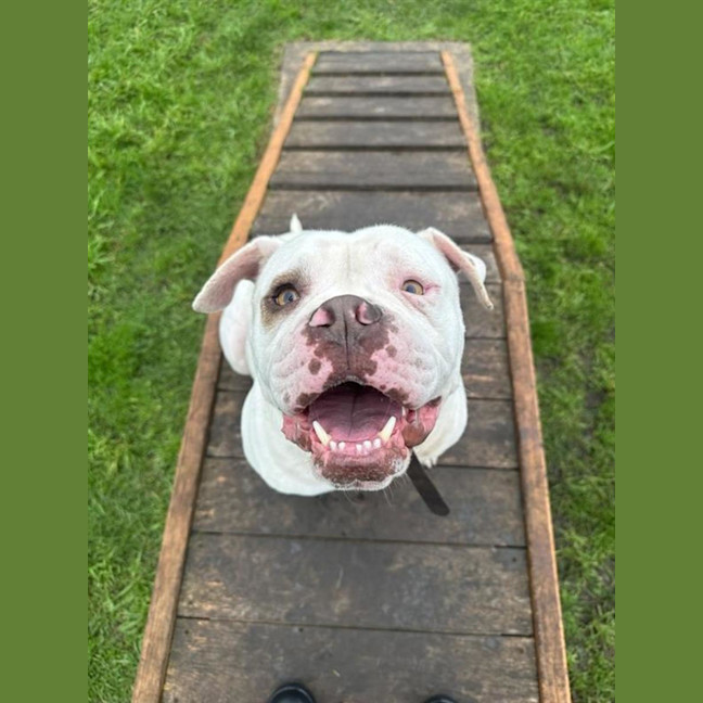 Photo of Jax