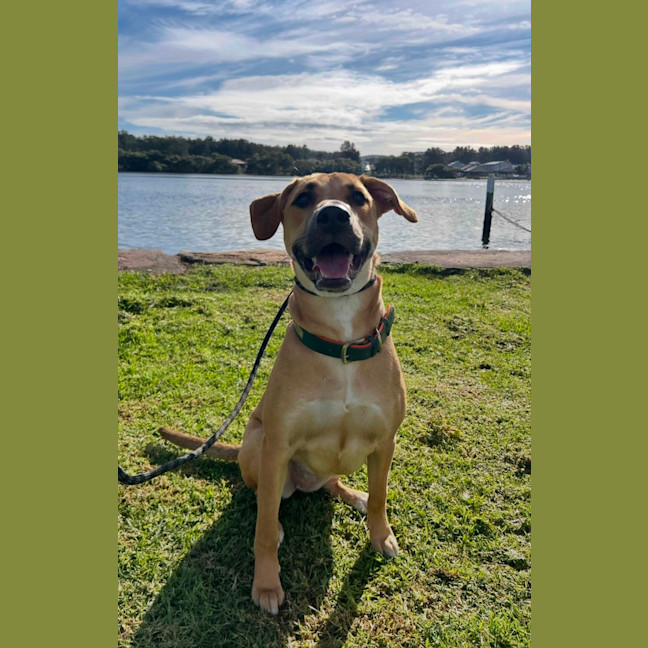 Photo of Ducky   Assisted Rehome