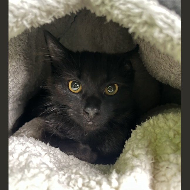 Photo of Cricket