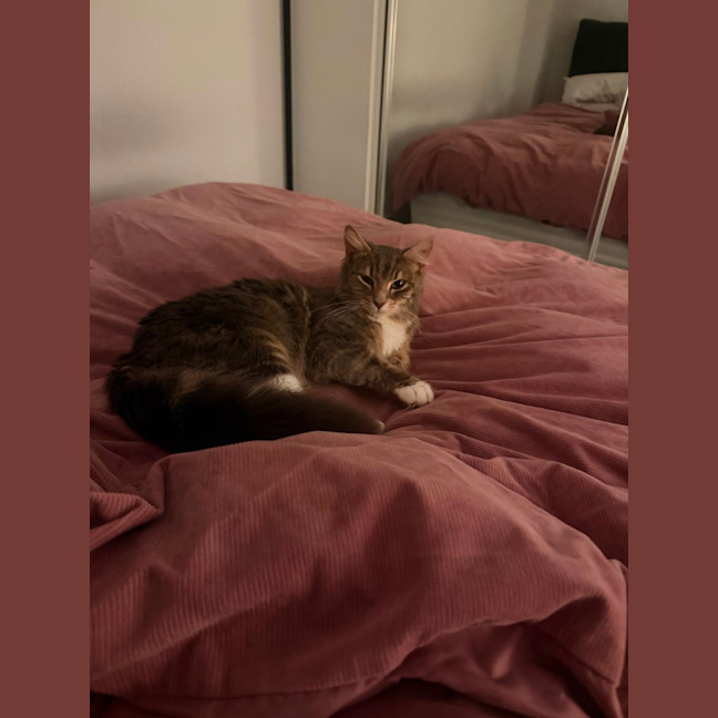 Photo of Chaussette