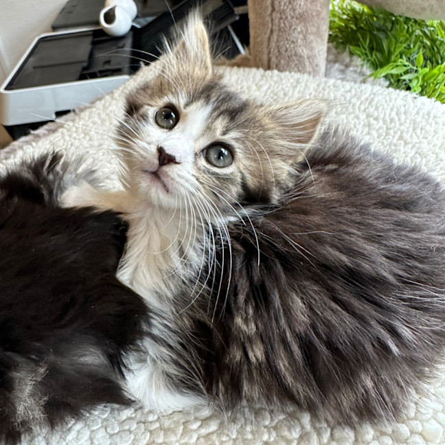 Photo of Fifi