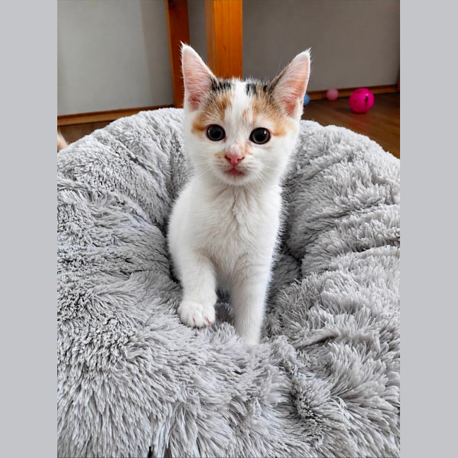 Photo of Ivy