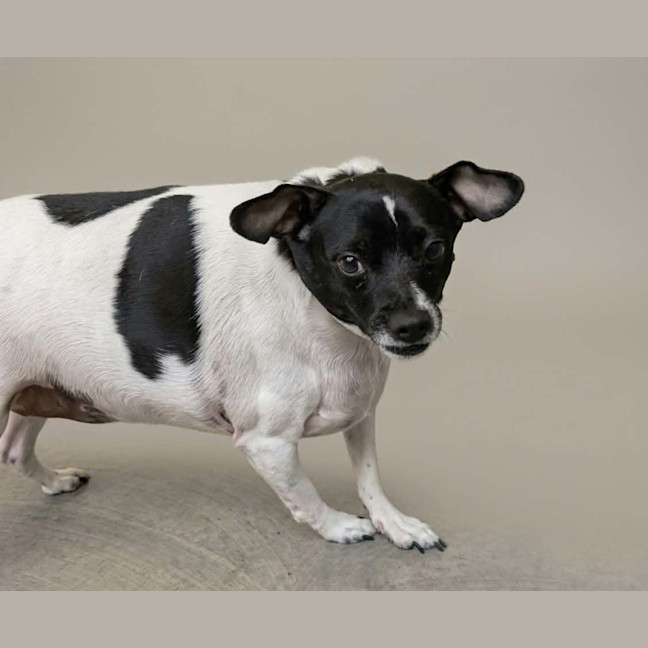 Photo of Buddy