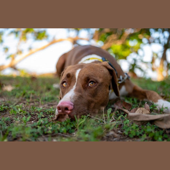 Photo of Luna