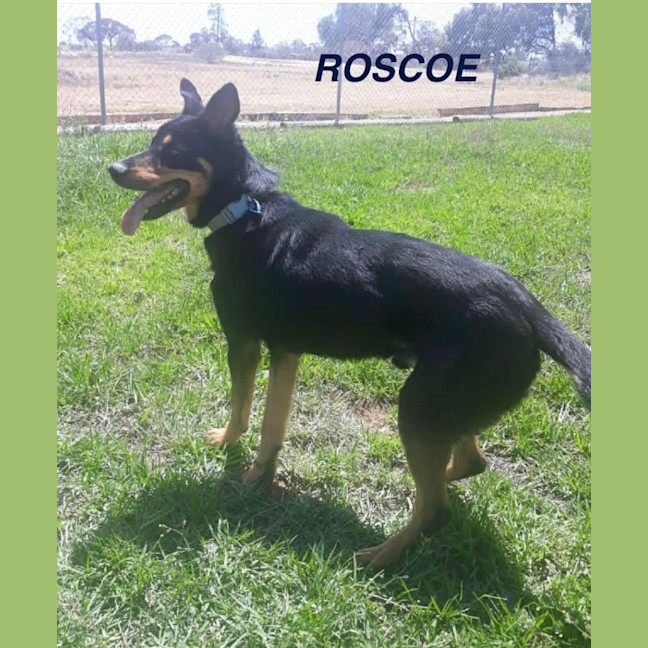 Photo of Roscoe