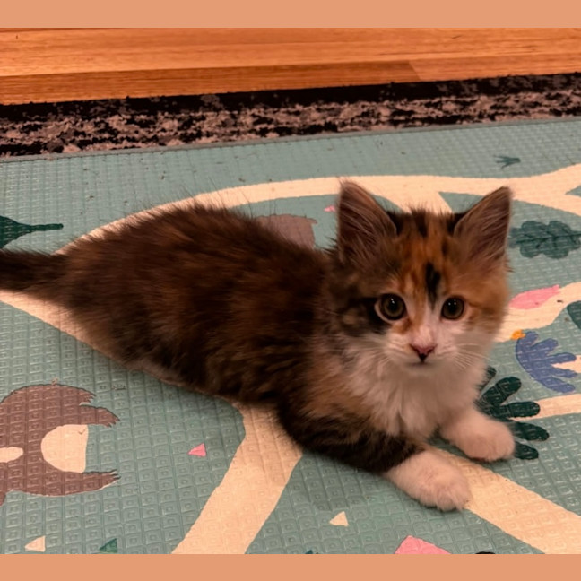 Photo of Jingle & Bell 