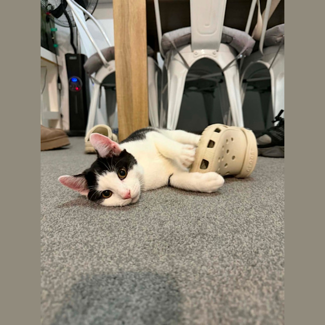 Photo of Oliver Meet Me@Petstock Carrum Downs Store