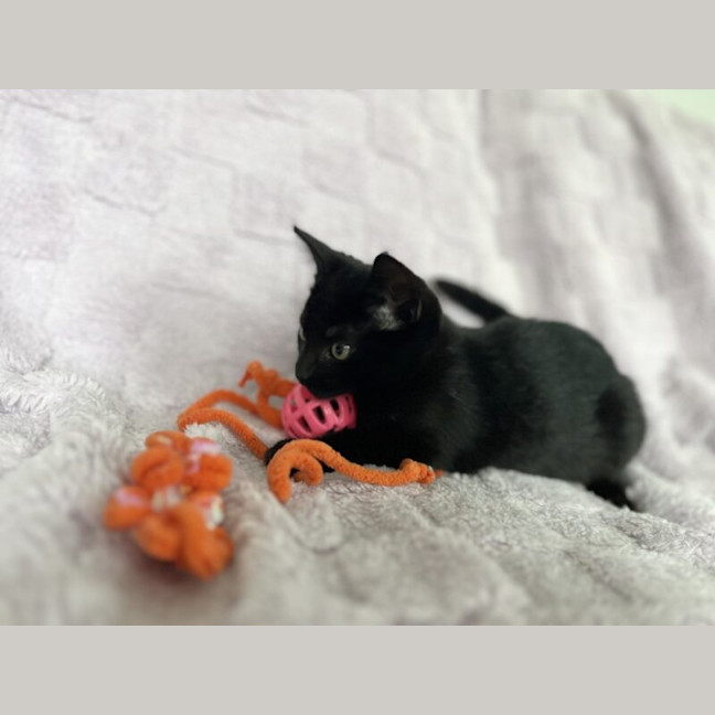 Photo of Nyra
