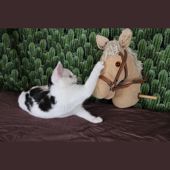 Photo of Calamity Jane