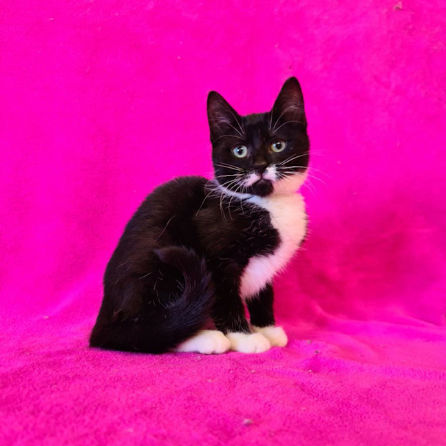 Photo of Snowball