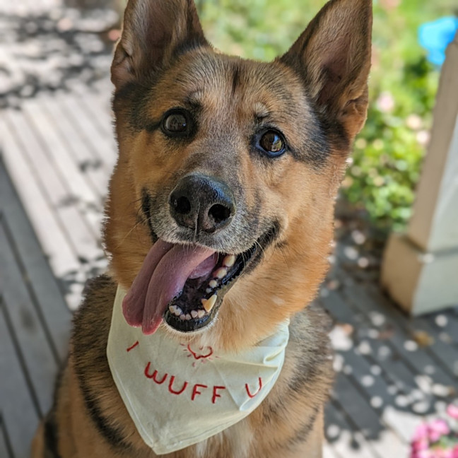 Photo of Archer