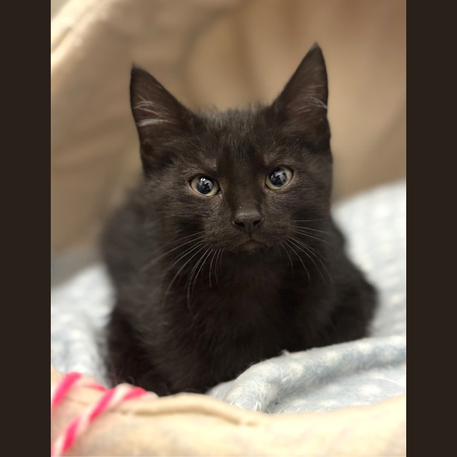 Photo of Raven