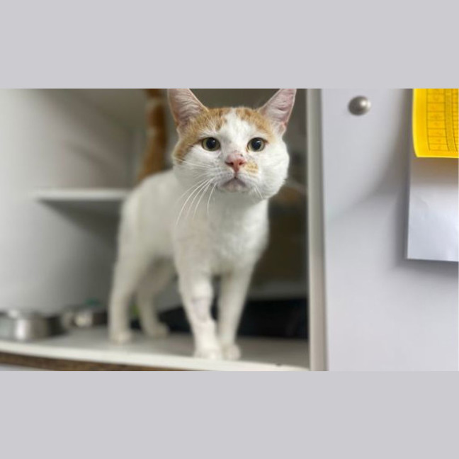 Photo of Chilli