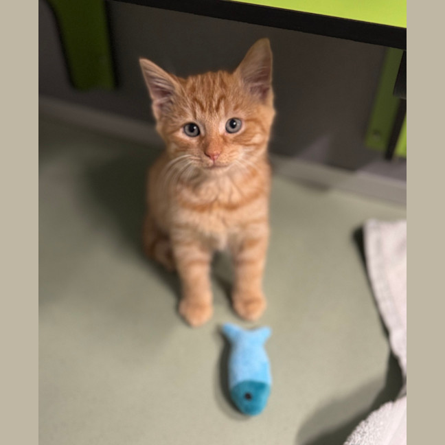 Photo of Mr. Snuggles